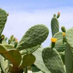 Top 10 Cactus Leather Manufacturers in India