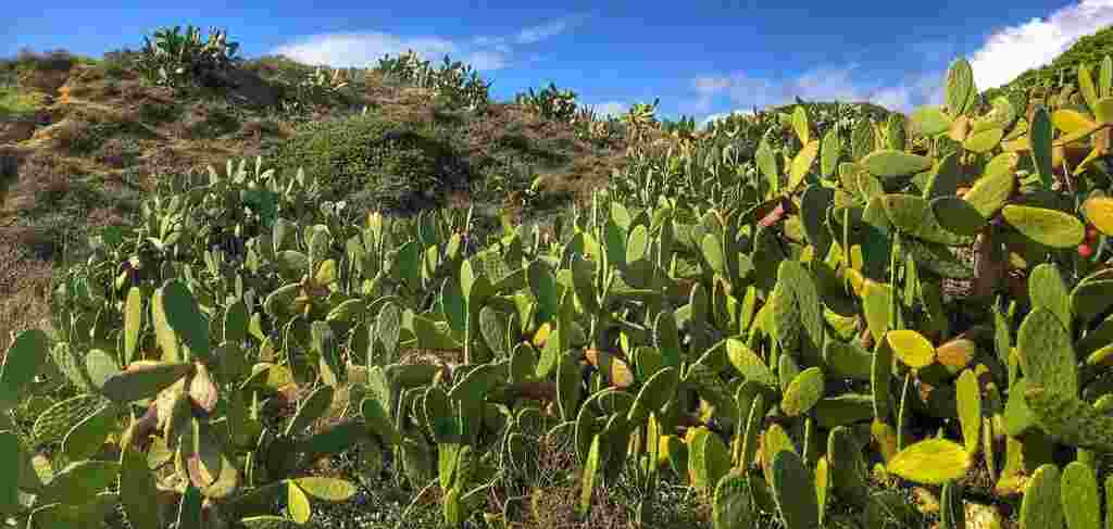 Top 10 Cactus Leather Manufacturers in India  Eco-Friendly & Affordable!